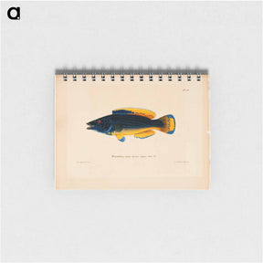 アートメモ帳-Cuckoo-wrasse, male - ヴィルヘルム フォン ライト Memo.