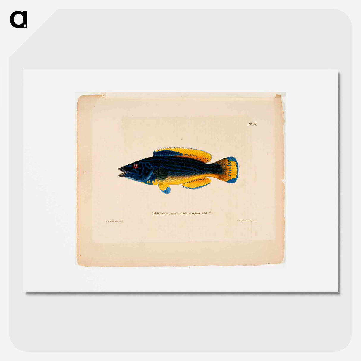 Cuckoo-wrasse, male - Wilhelm von Wright Poster.