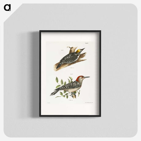 1-58_Zoology-of-New-York_blk