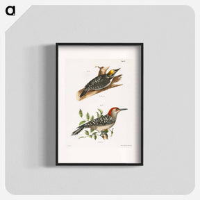 アートポスター-The Arctic Woodpecker (Picus arcticus)  The Red-bellied Woodpecker (Picus carolinus) - ニューヨークの動物学 Poster.