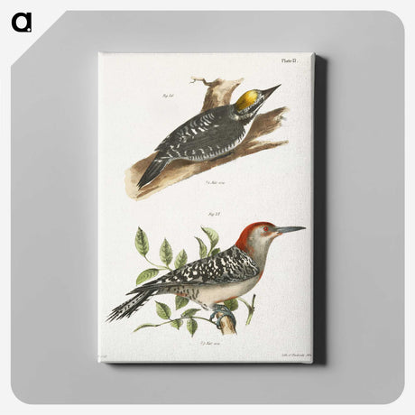 1-58_Zoology-of-New-York_canvas