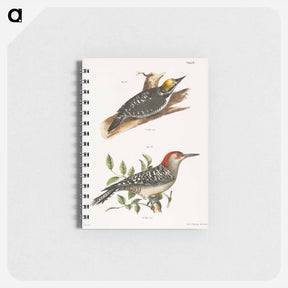 アートメモ帳-The Arctic Woodpecker (Picus arcticus)  The Red-bellied Woodpecker (Picus carolinus) - ニューヨークの動物学 Memo.