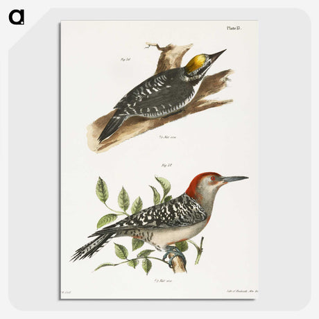 1-58_Zoology-of-New-York_picture-crop