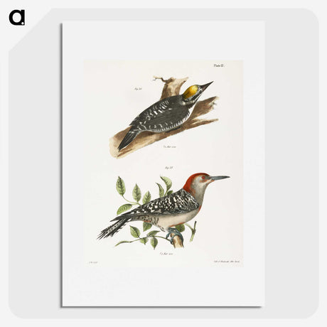 1-58_Zoology-of-New-York_picture