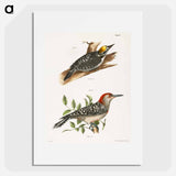 The Arctic Woodpecker (Picus arcticus)  The Red-bellied Woodpecker (Picus carolinus) - ニューヨークの動物学 Poster.