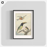 Drie vogels: een IJsvogel, een Prins von Wied's Toekan en een Organist - アールト シューマン Poster.