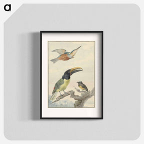 アートポスター-Drie vogels: een IJsvogel, een Prins von Wied's Toekan en een Organist - アールト シューマン Poster.