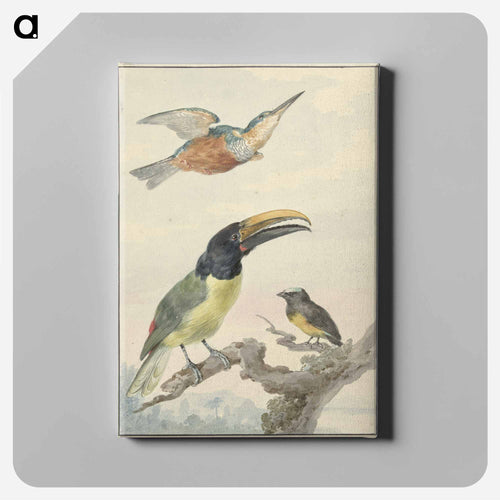 Drie vogels: een IJsvogel, een Prins von Wied's Toekan en een Organist - アールト シューマン Canvas.