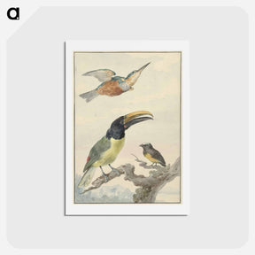 アートポストカード-Drie vogels: een IJsvogel, een Prins von Wied's Toekan en een Organist - アールト シューマン Postcard.