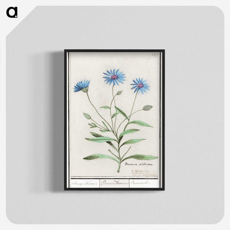 1-59_Anselmus-Boetius-de-Boodt_blk-crop