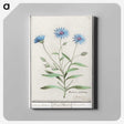 1-59_Anselmus-Boetius-de-Boodt_canvas