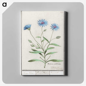 1-59_Anselmus-Boetius-de-Boodt_canvas