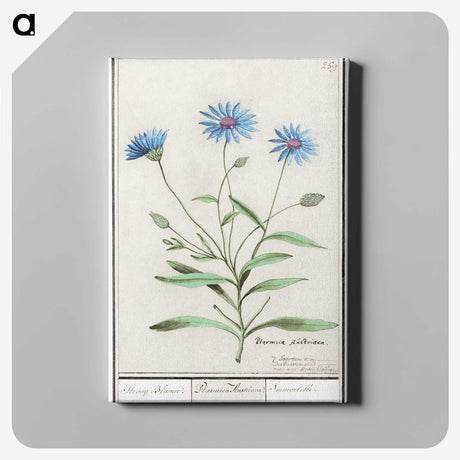 1-59_Anselmus-Boetius-de-Boodt_canvas