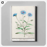 Blue straw flower - アンセルムス ボエティウス デ ブート Canvas.