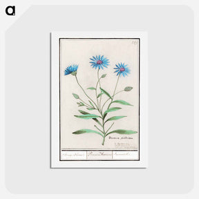 アートポストカード-Blue straw flower - アンセルムス ボエティウス デ ブート Postcard.