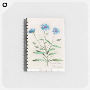 アートメモ帳-Blue straw flower - アンセルムス ボエティウス デ ブート Memo.