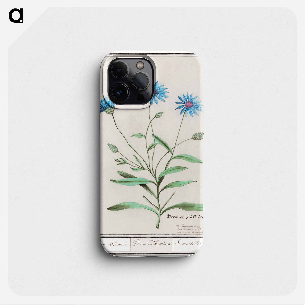 Blue straw flower - アンセルムス ボエティウス デ ブート Phone Case.