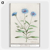 1-59_Anselmus-Boetius-de-Boodt_picture-crop