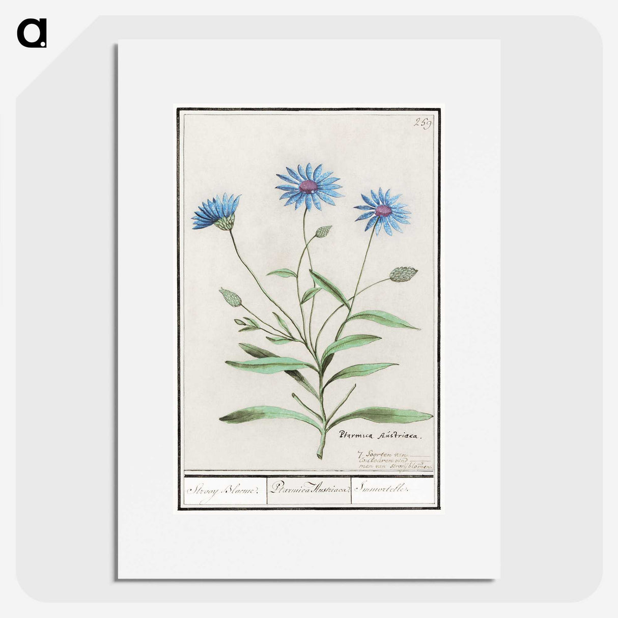 1-59_Anselmus-Boetius-de-Boodt_picture