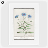 1-59_Anselmus-Boetius-de-Boodt_picture