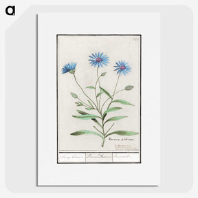 1-59_Anselmus-Boetius-de-Boodt_picture