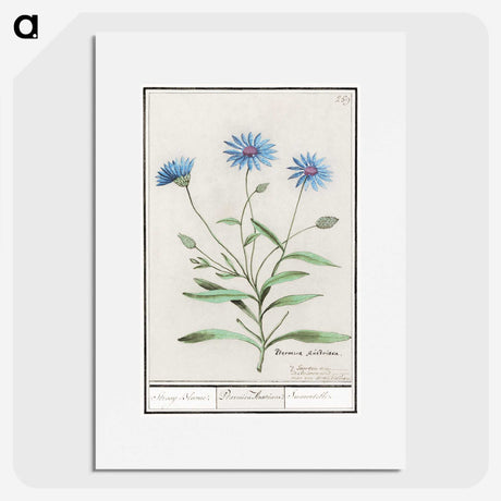 1-59_Anselmus-Boetius-de-Boodt_picture