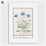 Blue straw flower - アンセルムス ボエティウス デ ブート Poster.