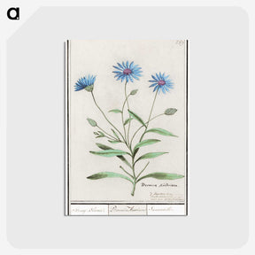 1-59_Anselmus-Boetius-de-Boodt_postcard