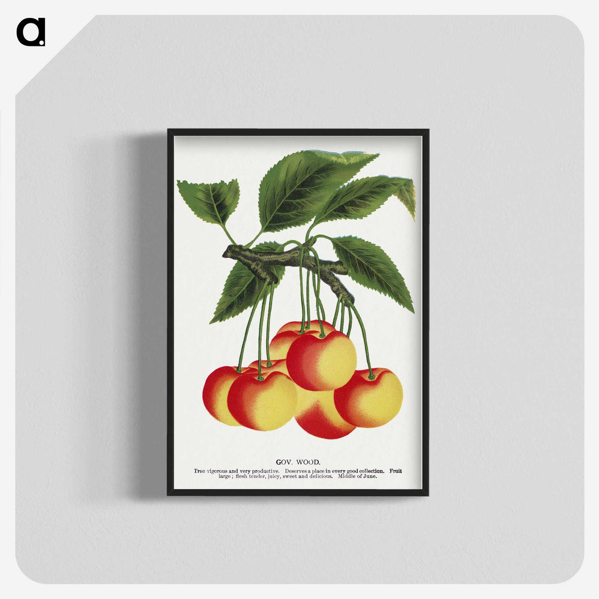 1-59_Botanical-Specimen-Plates_blk-crop