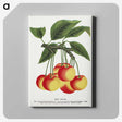 1-59_Botanical-Specimen-Plates_canvas