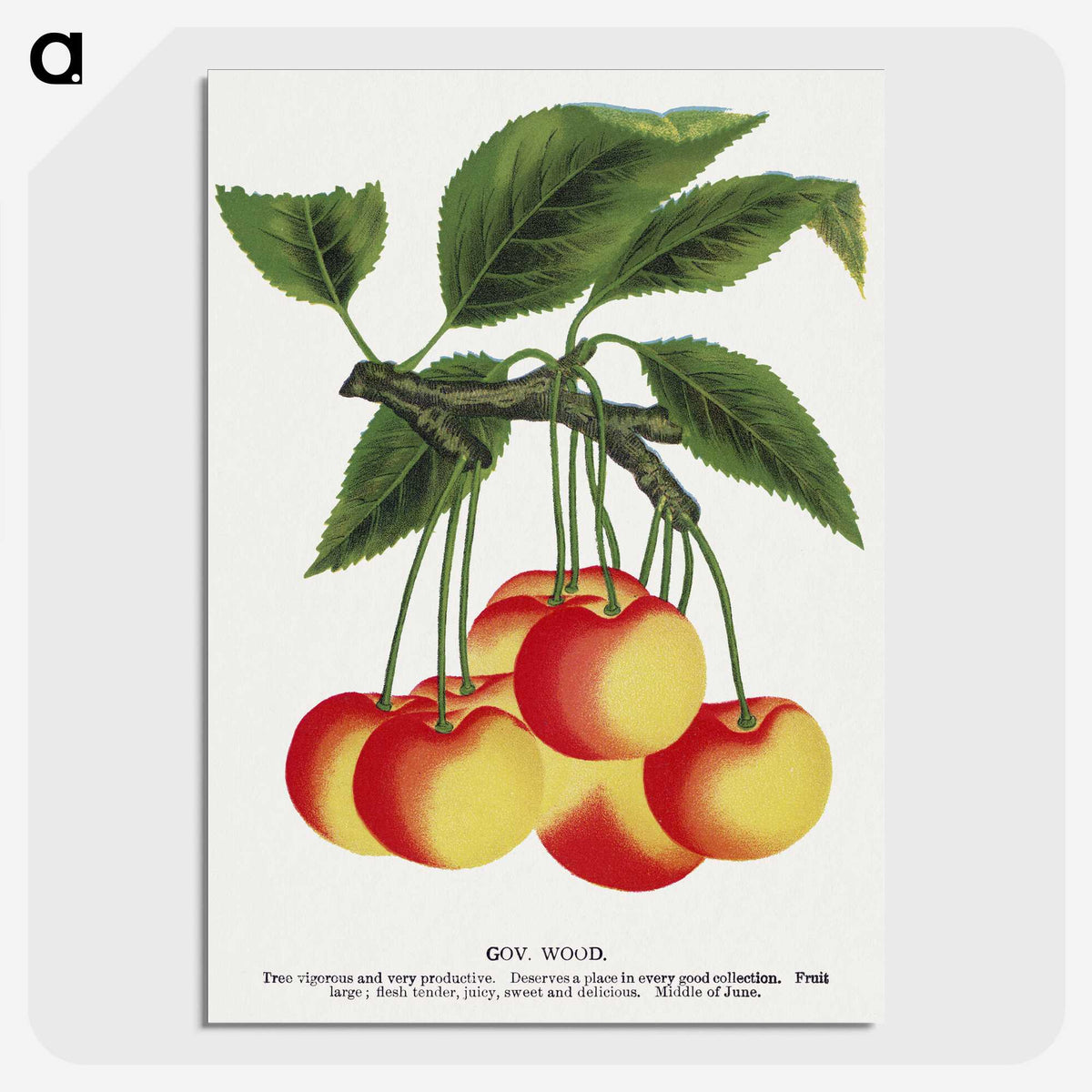 1-59_Botanical-Specimen-Plates_picture-crop