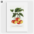 1-59_Botanical-Specimen-Plates_picture