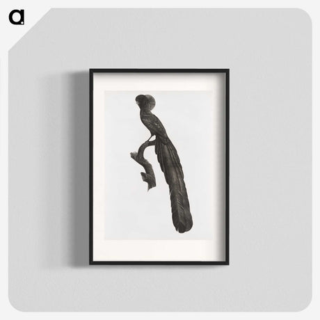 1-59_Des-Oiseaux-de-Paradis_blk