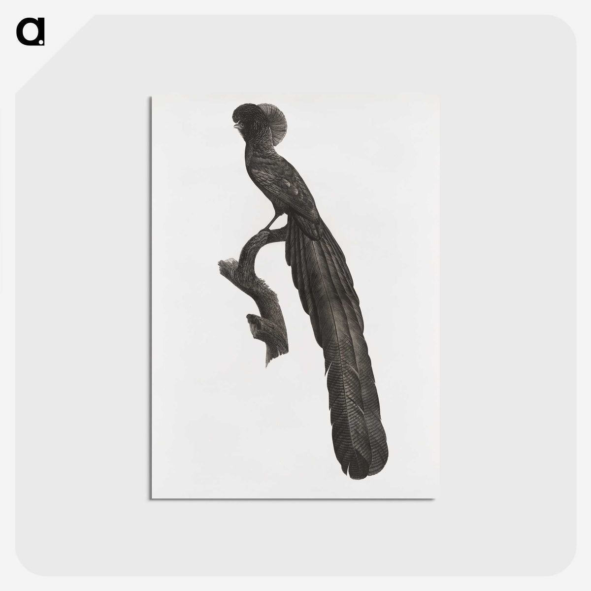 1-59_Des-Oiseaux-de-Paradis_postcard