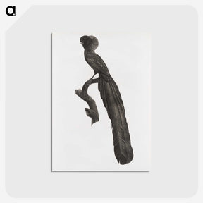 1-59_Des-Oiseaux-de-Paradis_postcard