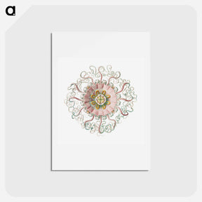 アートポストカード-Vintage jellyfish marine life illustration - エルンスト ヘッケル Postcard.