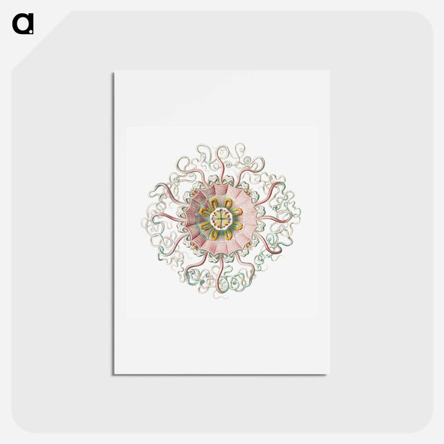アートポストカード-Vintage jellyfish marine life illustration - エルンスト ヘッケル Postcard.