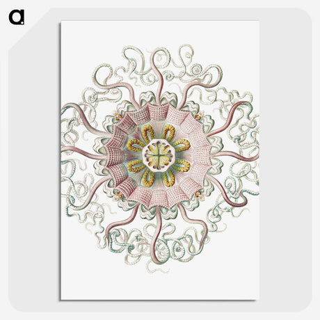 1-59_Ernst-Haeckel_picture-crop