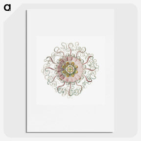 1-59_Ernst-Haeckel_picture