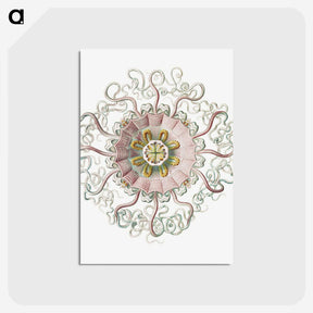 1-59_Ernst-Haeckel_postcard