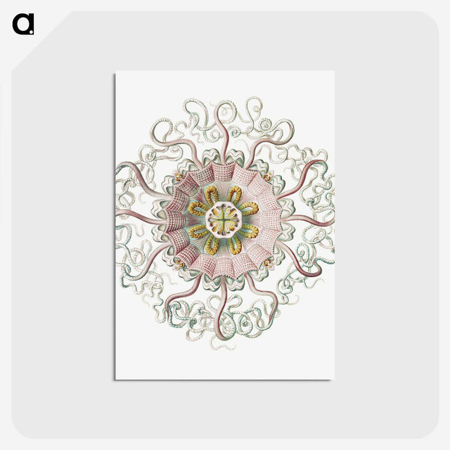 1-59_Ernst-Haeckel_postcard