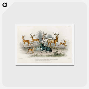 アートポストカード-Antelopes of Animated Nature
 - ゴールドスミスの生き生きとした自然 Postcard.