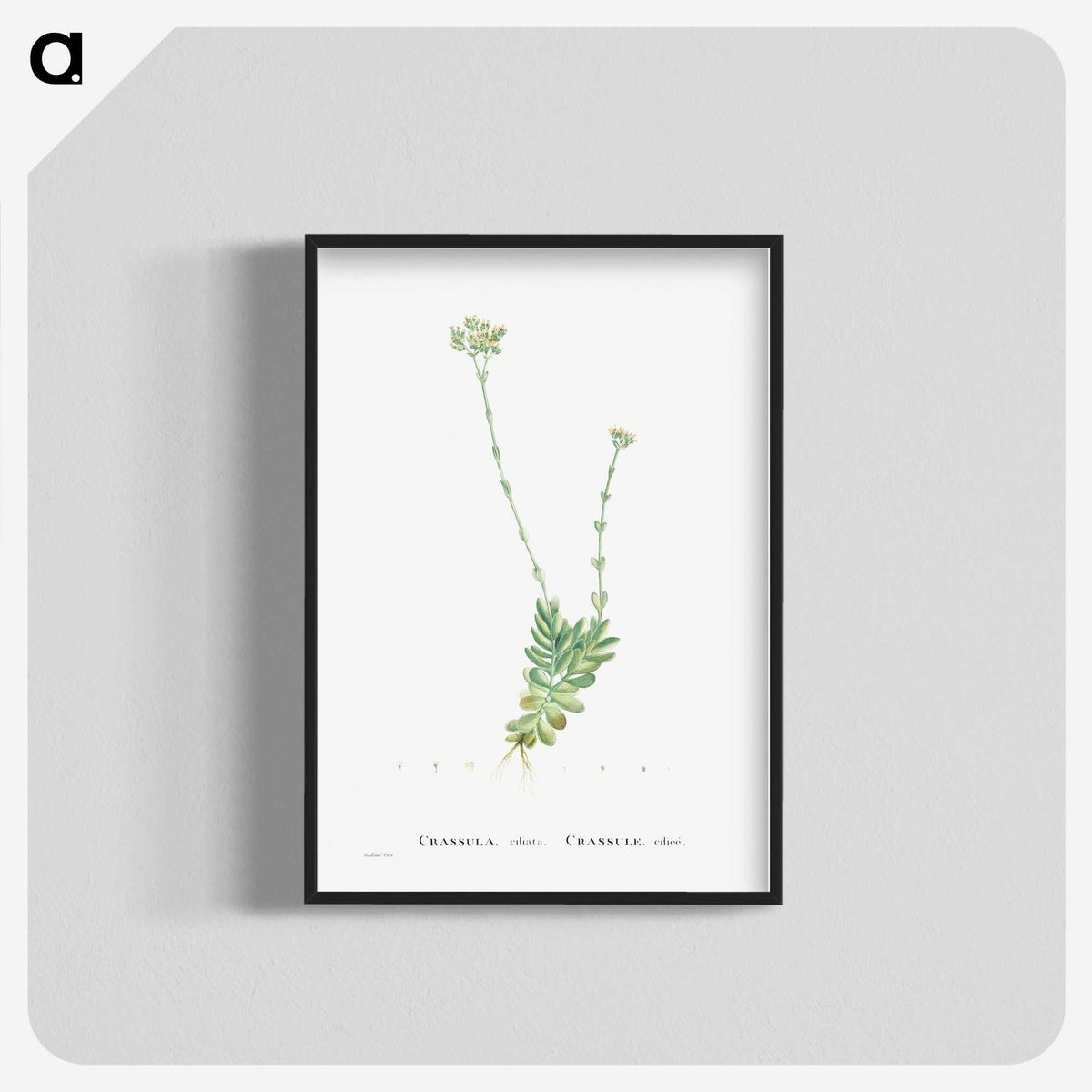 1-59_Histoire-des-Plantes-Grasses_blk-crop