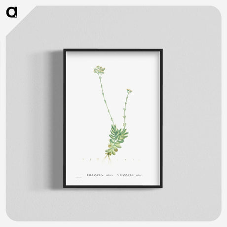1-59_Histoire-des-Plantes-Grasses_blk-crop