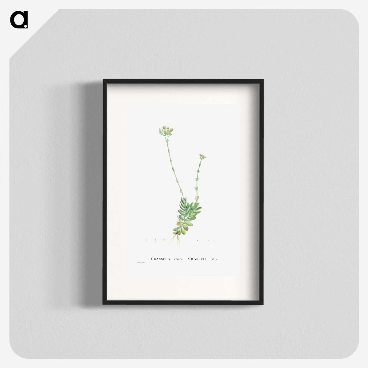 1-59_Histoire-des-Plantes-Grasses_blk