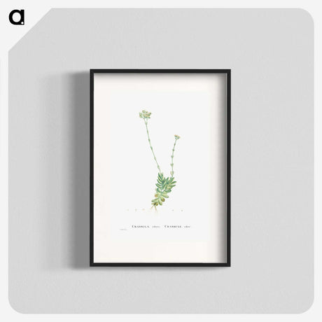 1-59_Histoire-des-Plantes-Grasses_blk