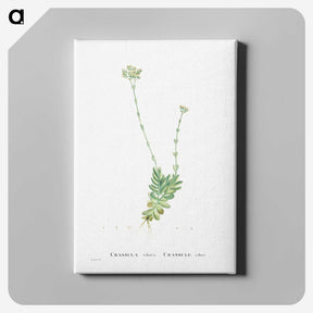 1-59_Histoire-des-Plantes-Grasses_canvas