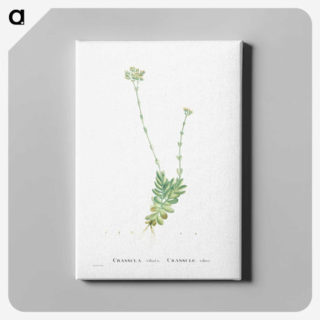 1-59_Histoire-des-Plantes-Grasses_canvas