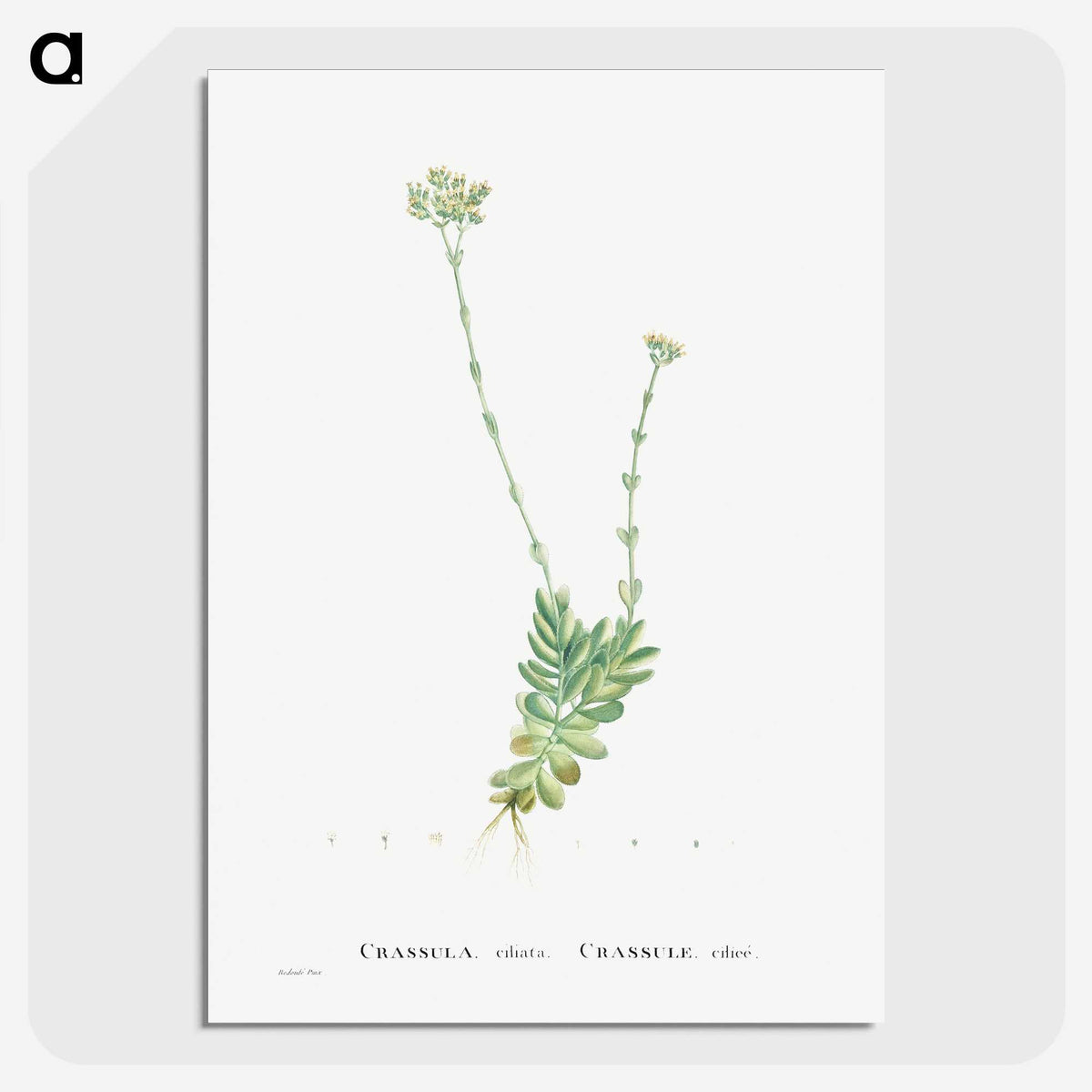 1-59_Histoire-des-Plantes-Grasses_picture-crop