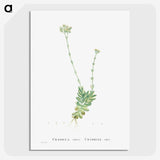 1-59_Histoire-des-Plantes-Grasses_picture-crop